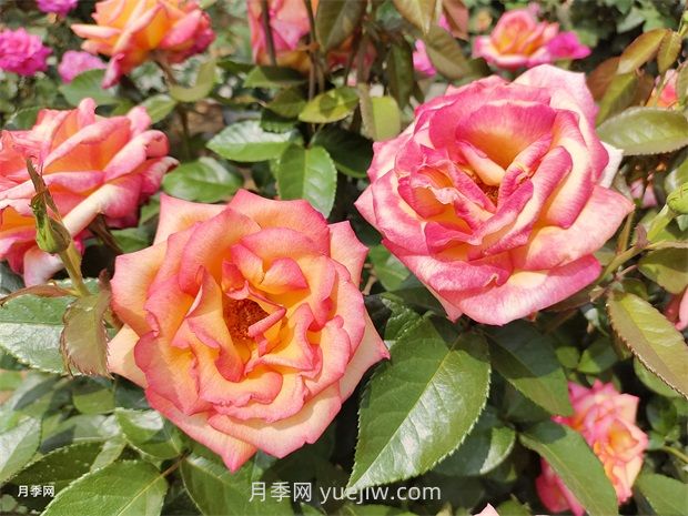 月季吃肉想不到，月季養(yǎng)護(hù)推薦食材及使用方法(圖1)