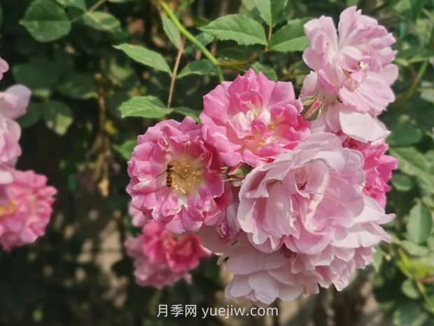 通俗版：薔薇、月季、玫瑰分辨指南(圖1)