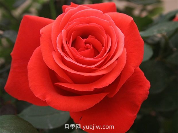 通俗版：薔薇、月季、玫瑰分辨指南(圖2)