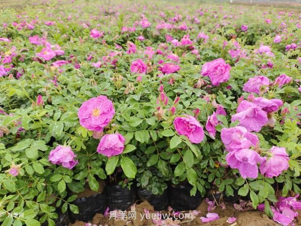 通俗版：薔薇、月季、玫瑰分辨指南(圖3)