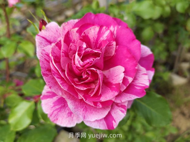 沒有刺的藤本月季品種有哪些(圖1)