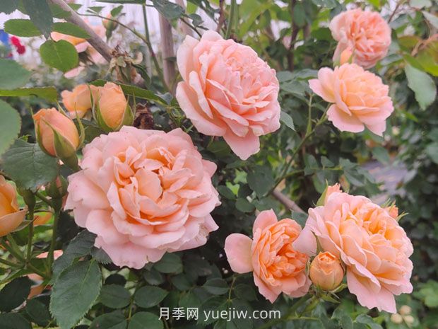 沒有刺的藤本月季品種有哪些(圖2)