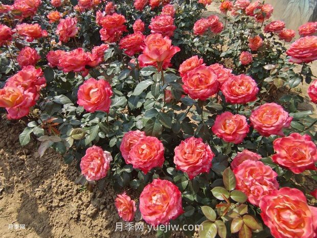 園林花卉的養(yǎng)護(hù)管理(圖1)