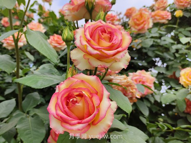 月季花開(kāi)花少？做好這2點(diǎn)，花苞長(zhǎng)得多，花量翻倍開(kāi)(圖1)