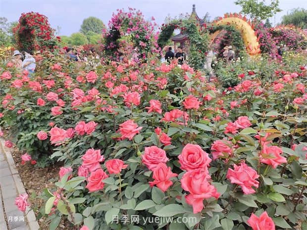 南陽(yáng)：以月季花為媒 花樣經(jīng)濟(jì)促繁榮(圖1)