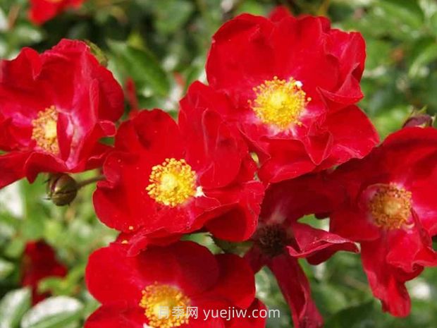 紅色天鵝絨地毯優(yōu)缺點，適合華南的耐濕熱月季(圖1)