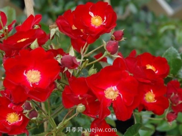 紅色天鵝絨地毯優(yōu)缺點，適合華南的耐濕熱月季(圖2)