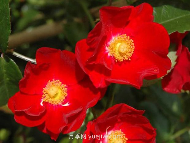 紅色天鵝絨地毯優(yōu)缺點，適合華南的耐濕熱月季(圖3)