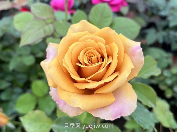 10種復(fù)古色月季，氣質(zhì)炸裂！花友值得入手！(圖6)