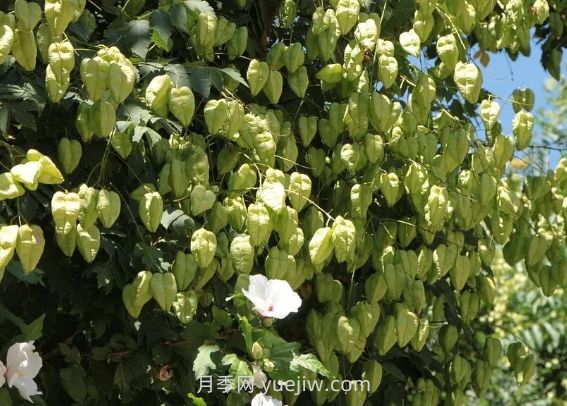 欒樹什么時候開花？(圖1)