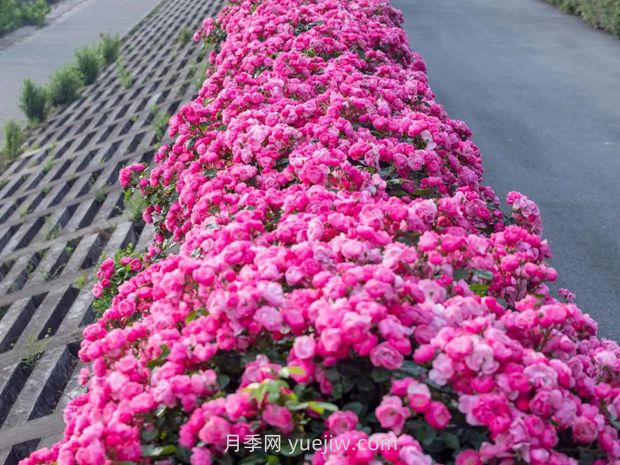 月季天花板，上海濱江森林公園浪漫的月季花墻盛開(圖2)