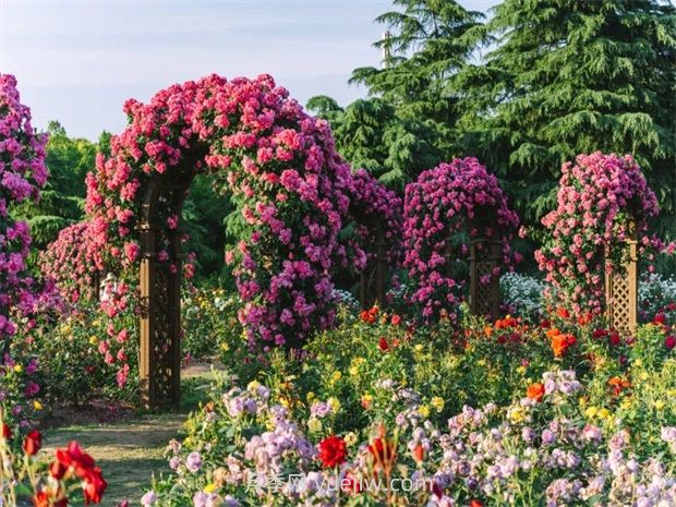 月季天花板，上海濱江森林公園浪漫的月季花墻盛開(圖1)