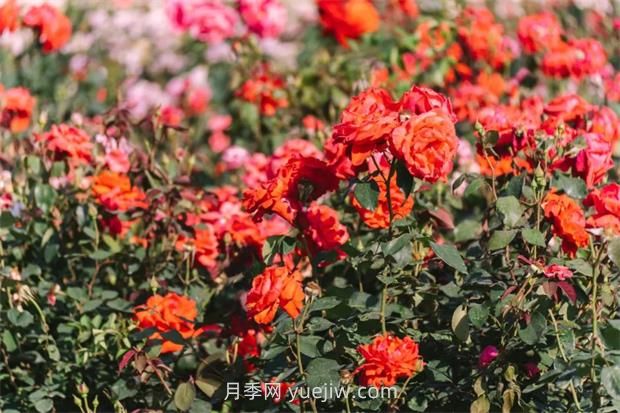 月季天花板，上海濱江森林公園浪漫的月季花墻盛開(圖3)