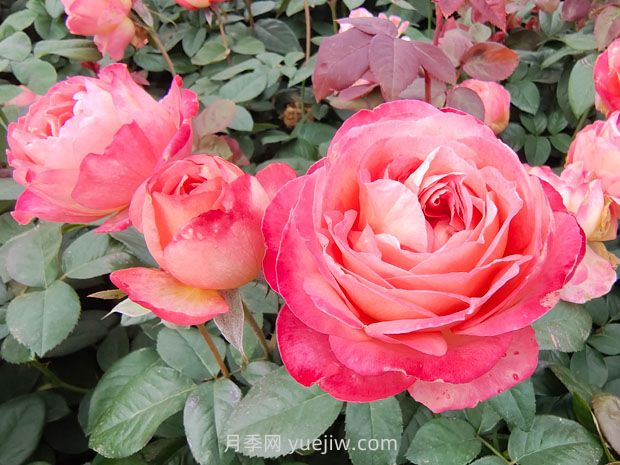 春季養(yǎng)護(hù)：花灌木修剪要點(diǎn)(圖1)