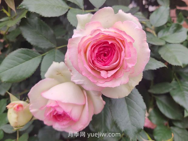 或許是完美的6種月季，每一個(gè)都深得你心(圖1)