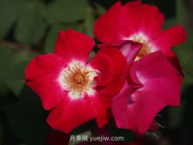月季新品爭奇斗艷，是如何培育出來的？(圖2)