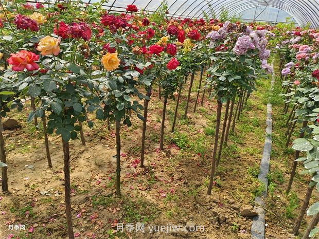 樹(shù)狀月季的品種與分類(lèi)(圖1)
