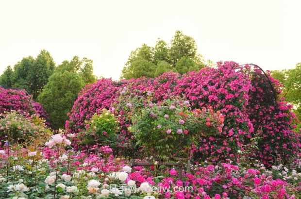 上海前灘休閑公園，月季花海盛景等你賞(圖3)