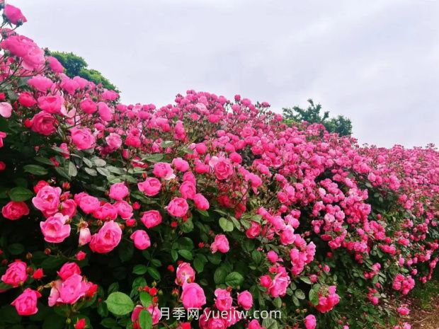 上海放鶴谷無門票，30萬朵200多種月季開成了花海(圖1)