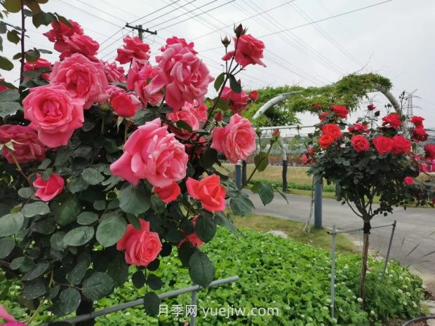 上海放鶴谷無門票，30萬朵200多種月季開成了花海(圖3)