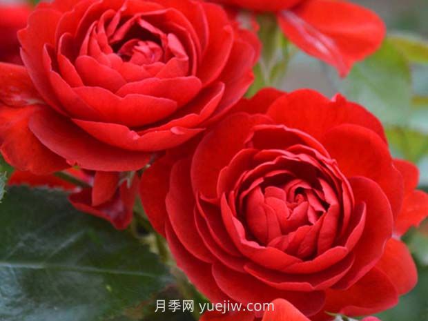 法國玫昂月季，品種匯集(圖8)
