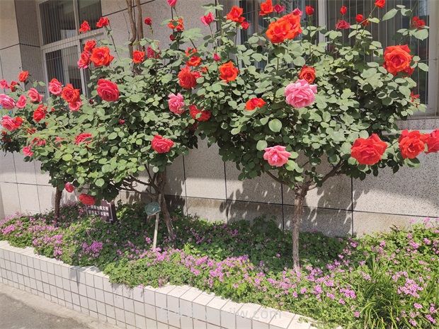 苗木栽植過(guò)深過(guò)淺的危害與挽救措施(圖1)