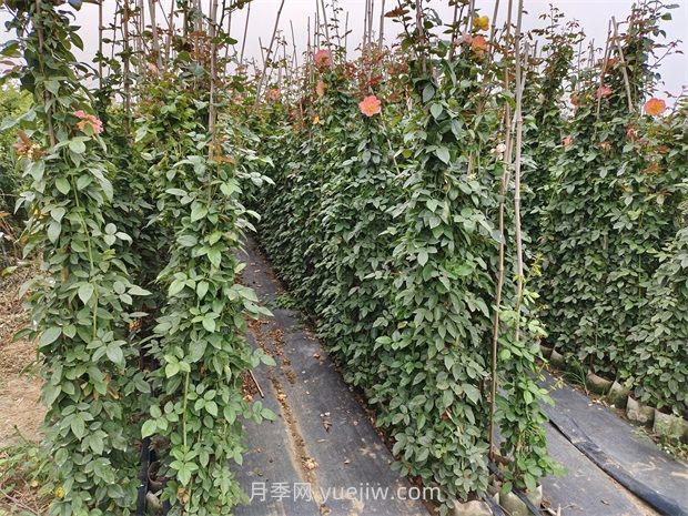 藤蔓月季是什么？藤本月季怎么養(yǎng)護？(圖2)