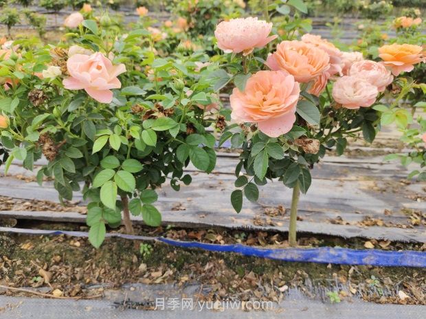 棒棒糖月季怎么養(yǎng)？養(yǎng)護(hù)小技巧，越長(zhǎng)越旺(圖1)