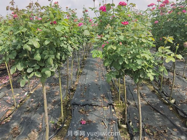 棒棒糖月季怎么養(yǎng)？養(yǎng)護(hù)小技巧，越長(zhǎng)越旺(圖2)