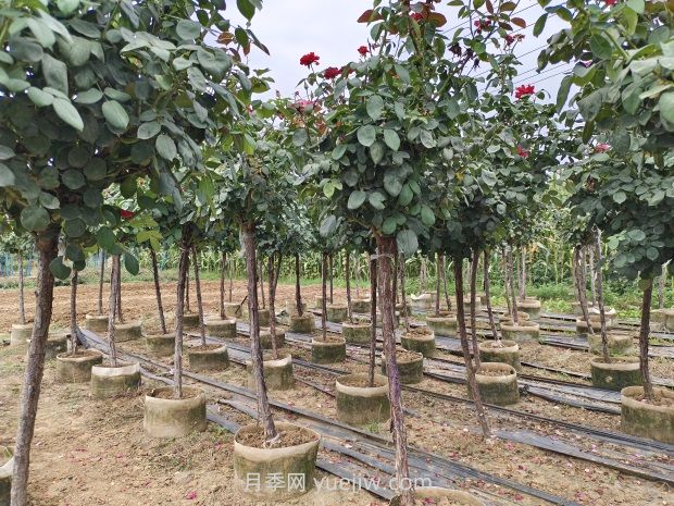 氣溫逐漸上升，春植苗木新芽開始干枯回芽怎么辦？(圖1)