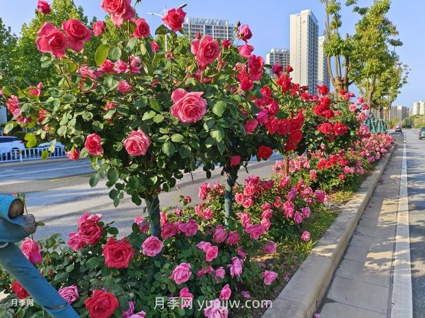 樹狀月季葉片發(fā)黃怎么辦？原因和應對措施(圖1)
