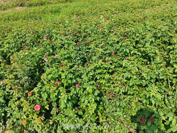 薔薇幾月份開花？(圖2)