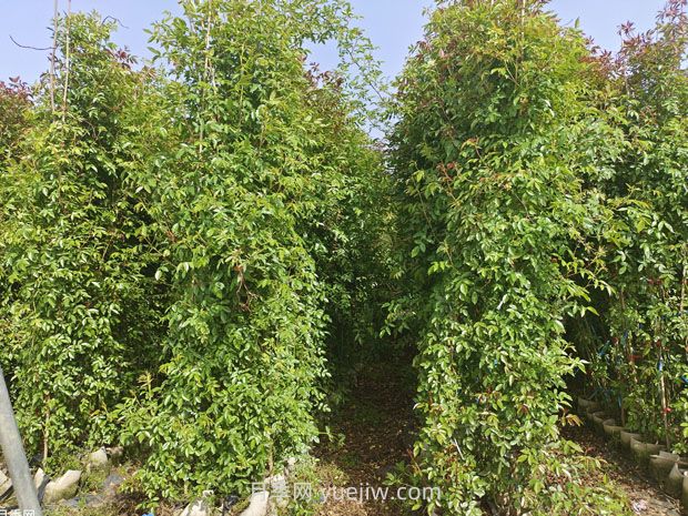 薔薇幾月份開花？(圖3)