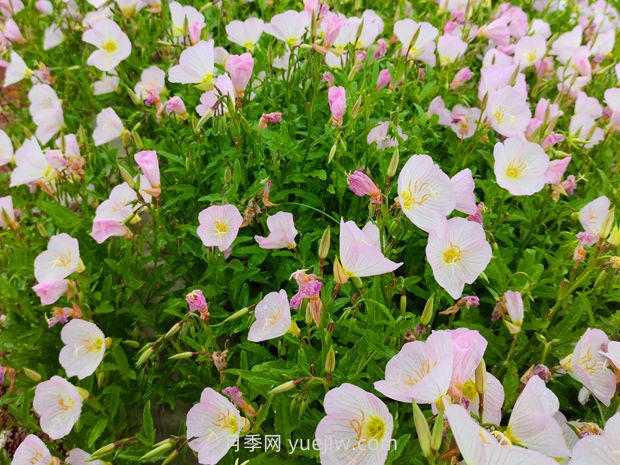 月見草種植方法和時間(圖1)