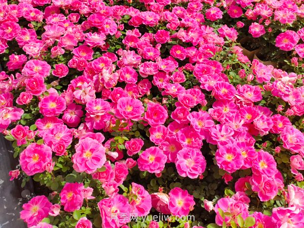 美植袋月季大苗批發(fā)，精品仙境抗病強(qiáng)花期長(zhǎng)(圖1)
