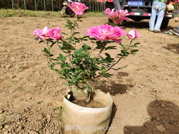 美植袋月季大苗批發(fā)，精品仙境抗病強(qiáng)花期長(zhǎng)(圖3)