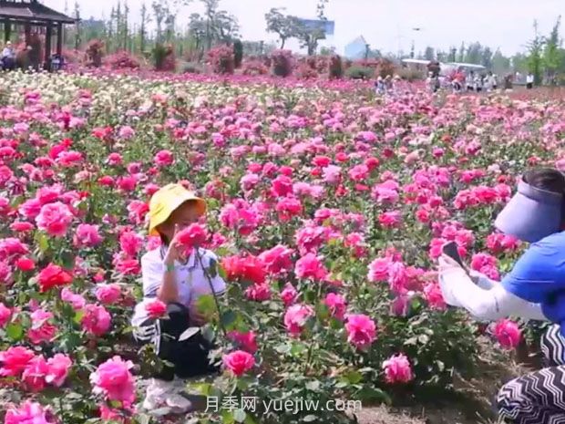 鹽城射陽縣鶴鄉(xiāng)菊海8萬株月季花盛放，打卡圣地(圖1)