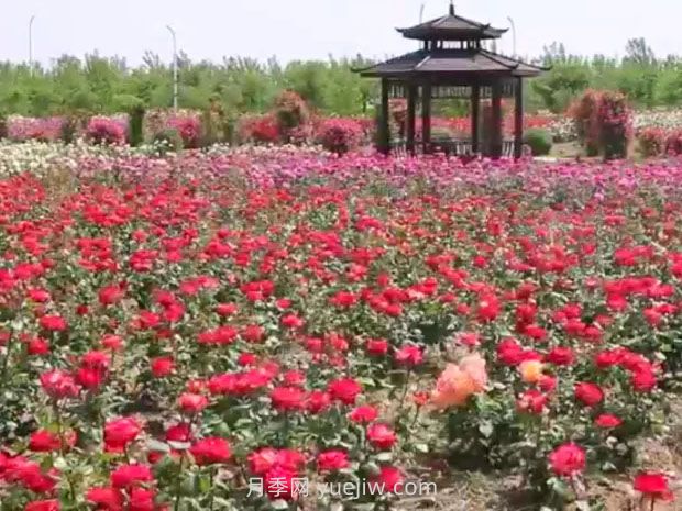 鹽城射陽縣鶴鄉(xiāng)菊海8萬株月季花盛放，打卡圣地(圖2)