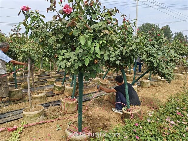樹樁月季移植之后，先搭支撐還是先澆水？(圖2)