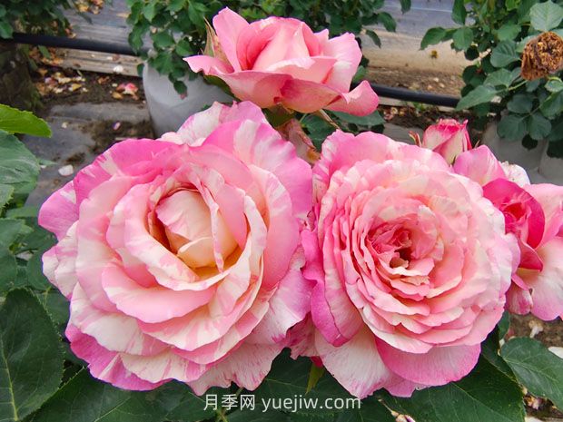 推薦16種雙色條紋月季品種，感受色彩與線條的碰撞(圖4)