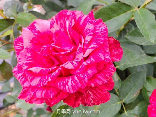 推薦16種雙色條紋月季品種，感受色彩與線條的碰撞(圖7)