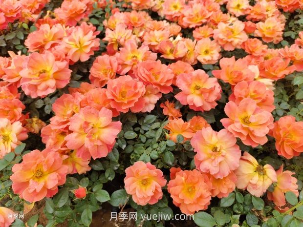 紅從容月季，花型美抗性佳，花色漸變美化花壇(圖2)