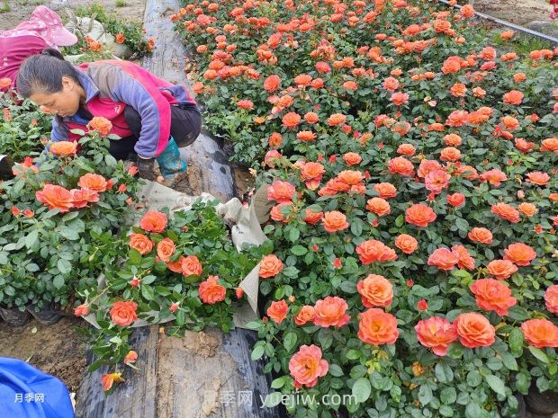 紅從容月季，花型美抗性佳，花色漸變美化花壇(圖3)
