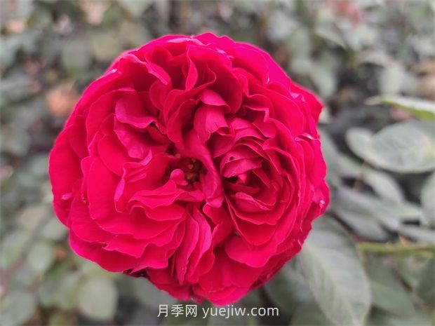 送月季花(切花玫瑰)幾朵各代表什么意思？(圖1)