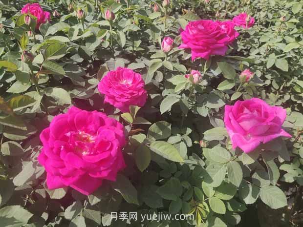 月季白粉病是什么原因造成的？(圖1)