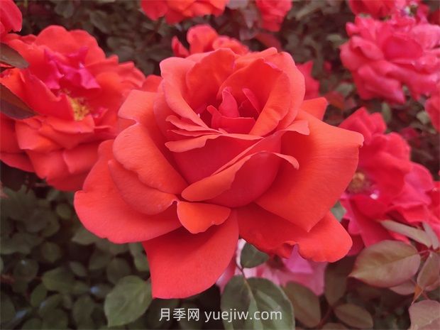 如何通過修剪大花月季，保證它的生長健康？(圖1)