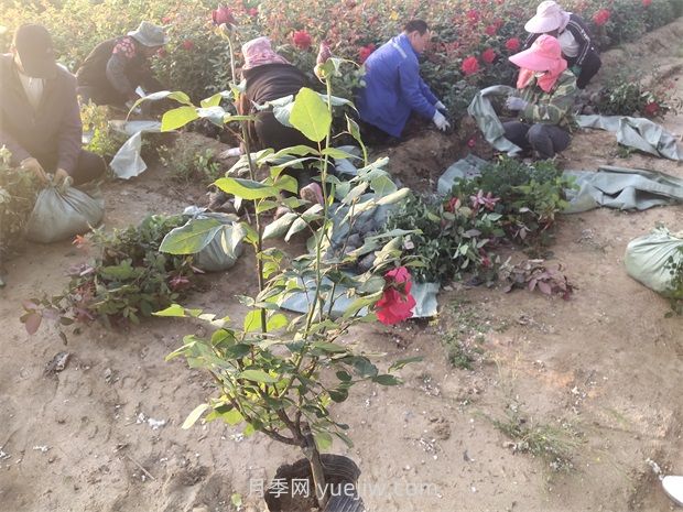 什么是大花月季的繁殖方法？怎么做才能生根成活？(圖2)
