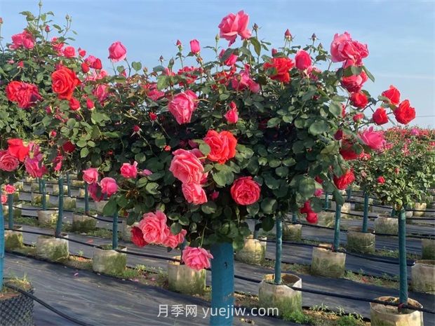 樹(shù)狀月季呈現(xiàn)葉子發(fā)黃掉落的緣由有哪些？(圖1)