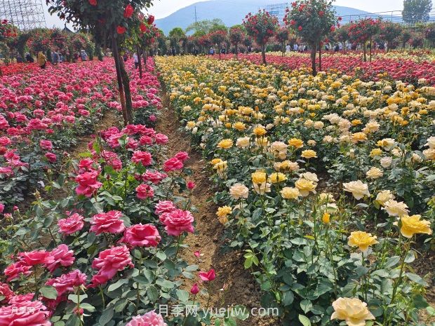 月季花的第二次開花：如何讓花長得更好？(圖1)