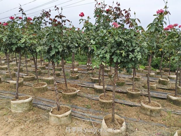 造成樹狀月季不開花的因素有哪些？(圖1)